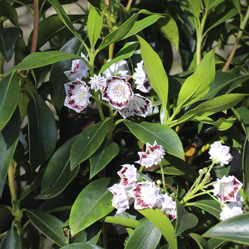 Kalmia blomster
