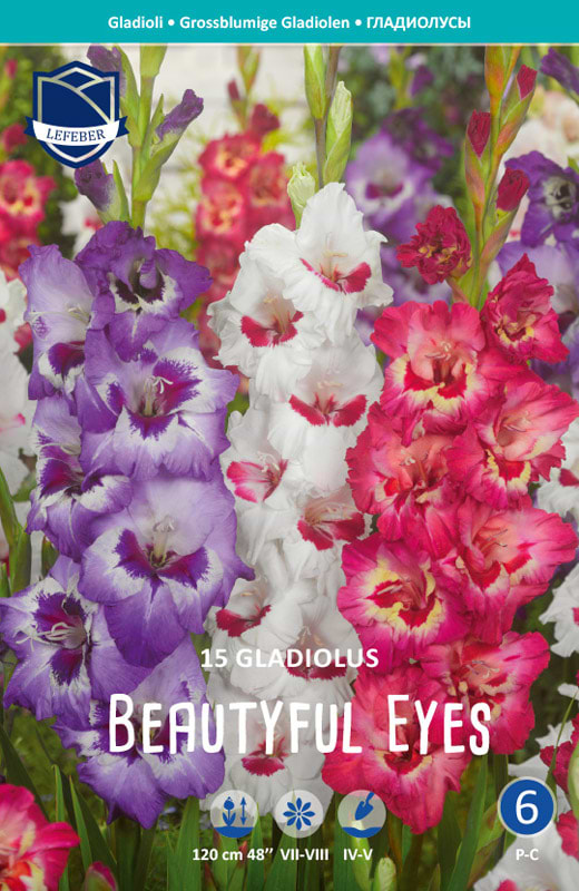 gladiolusløg beautyful eyes