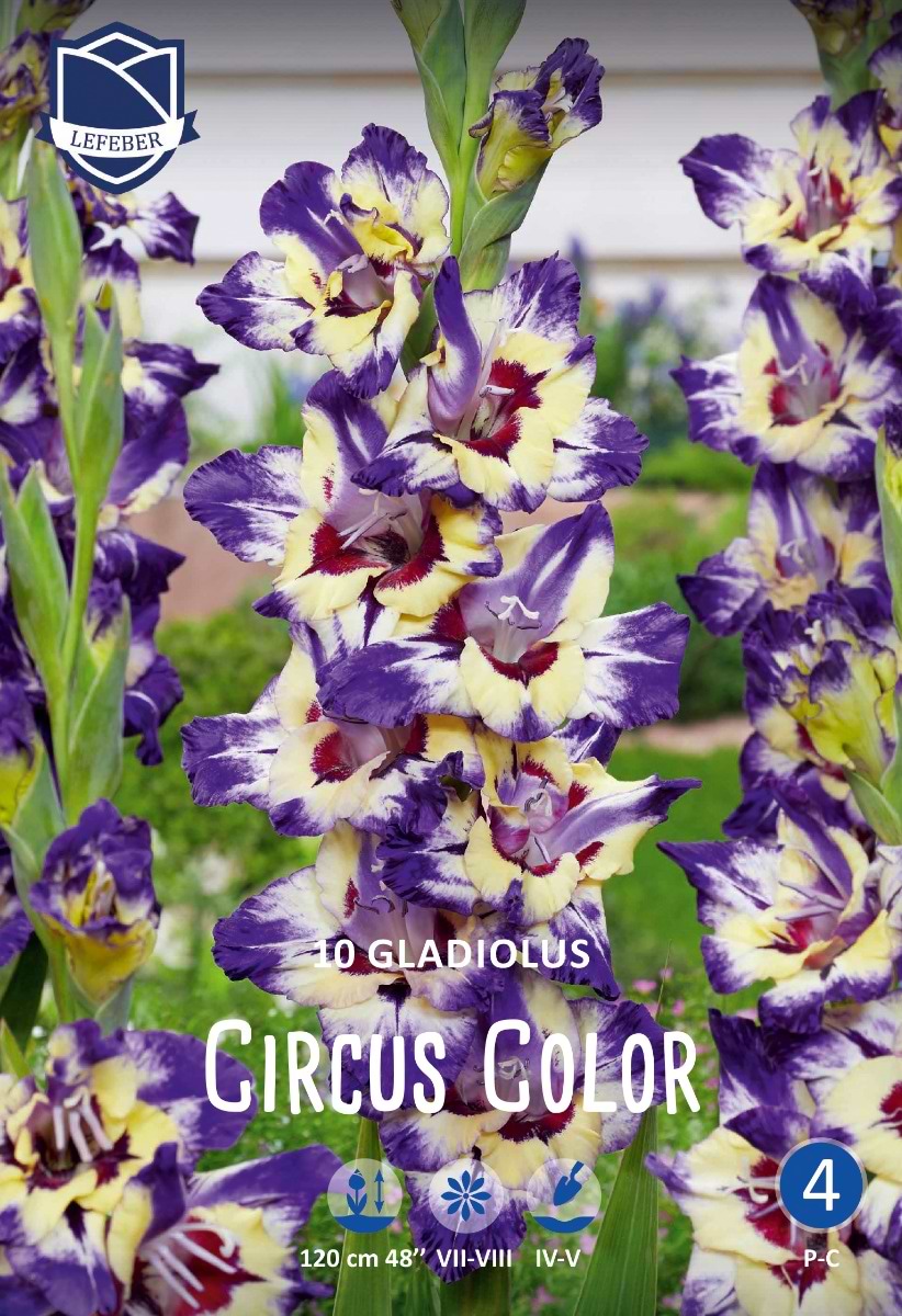 circus color