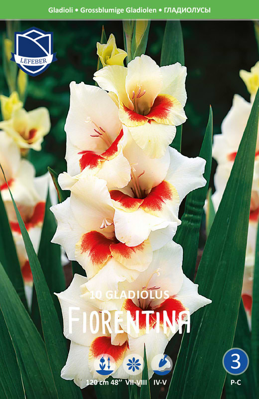 gladiolus fiorentina