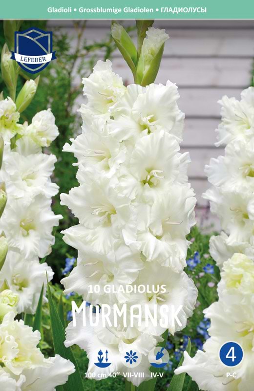 Murmansk gladiolus