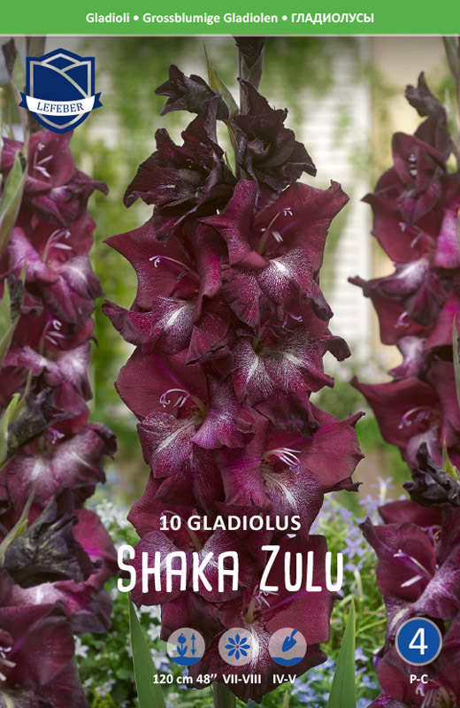 gladiolus shaka zulu