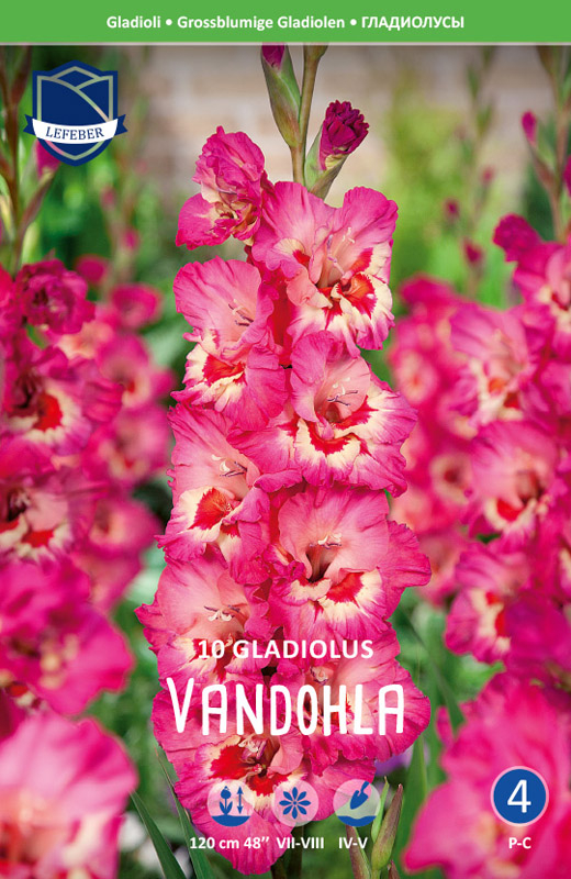 gladiolus vandohla