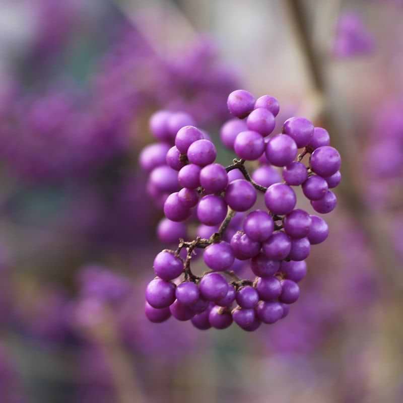 Callicarpa bodinieri 'Autumn Glory' bær