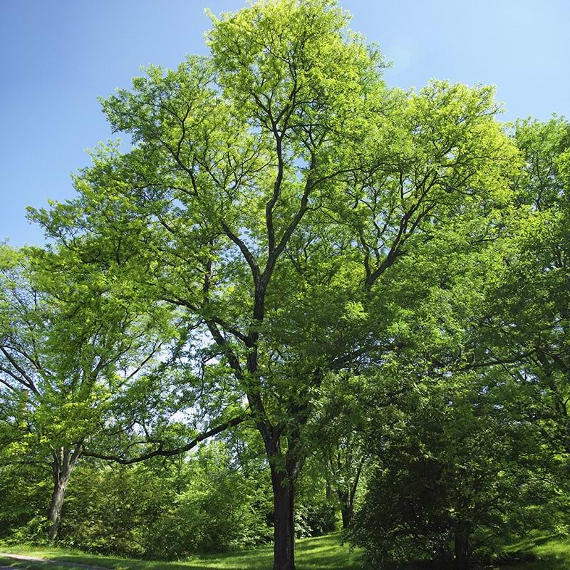 Gleditsia