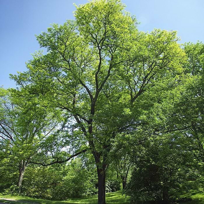 Tretorn (Gleditsia triacanthos) - Flere varianter