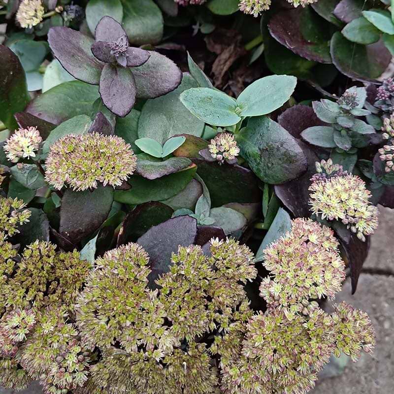 Sedum spurium Globe yellow