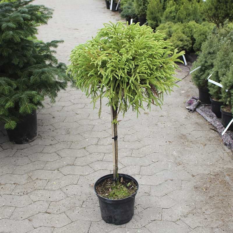 Cryptomeria Globosa Nana opstammet