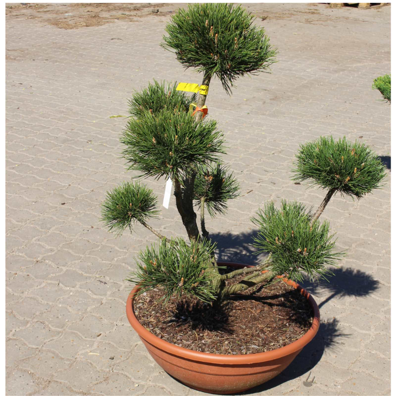 pinus mugo 'gnom' bonsai