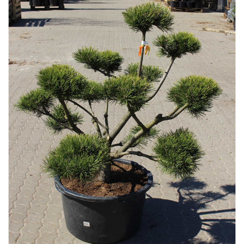 Bjergfyr (Pinus mugo 'Gnom') Bonsai 100 cm