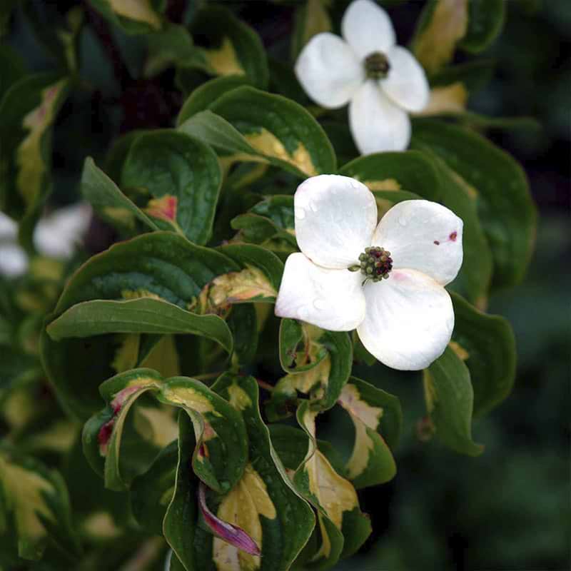 Koreakornel (Cornus kousa 'Gold Star')