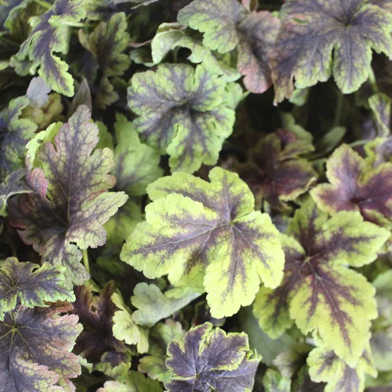 Heucherella 'Gold Zebra'