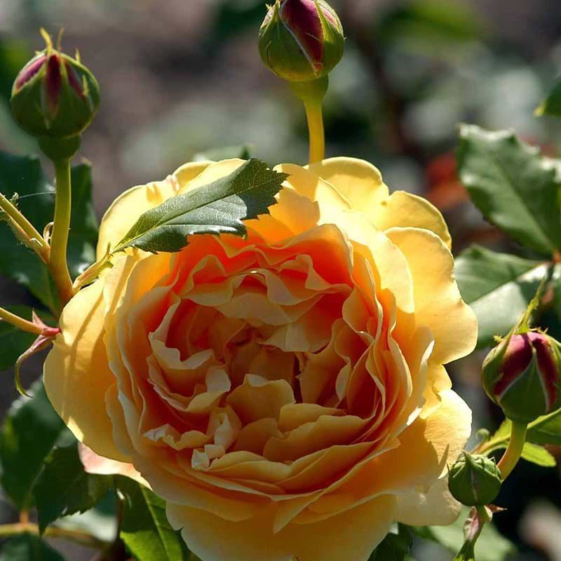 Golden Celebration rose og knop