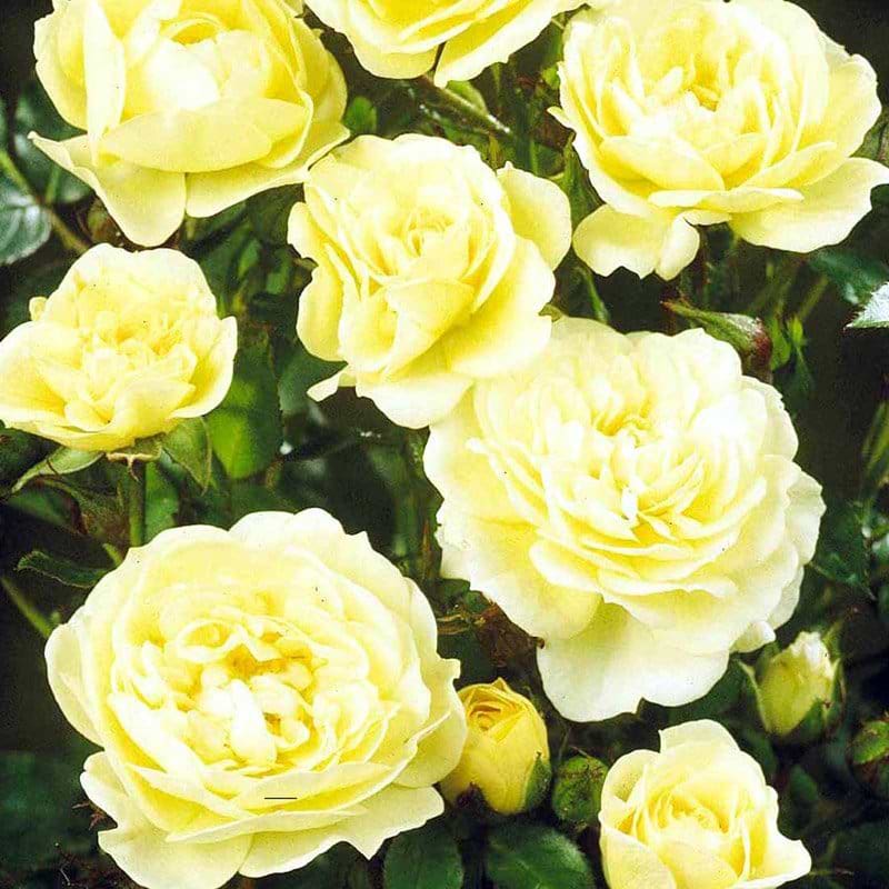 Golden cover rose