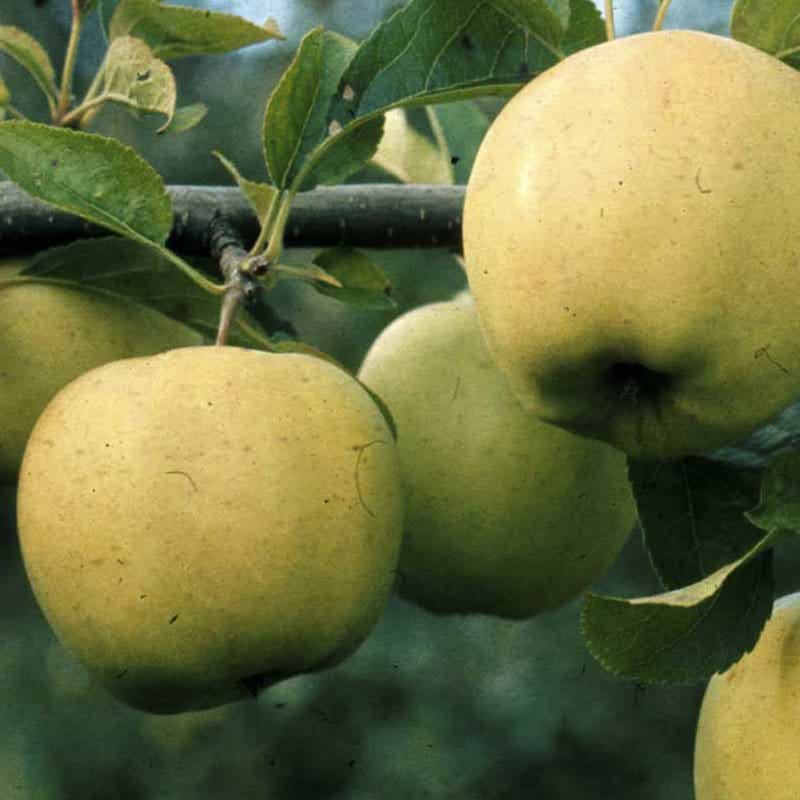 Æbletræ Golden Delicious