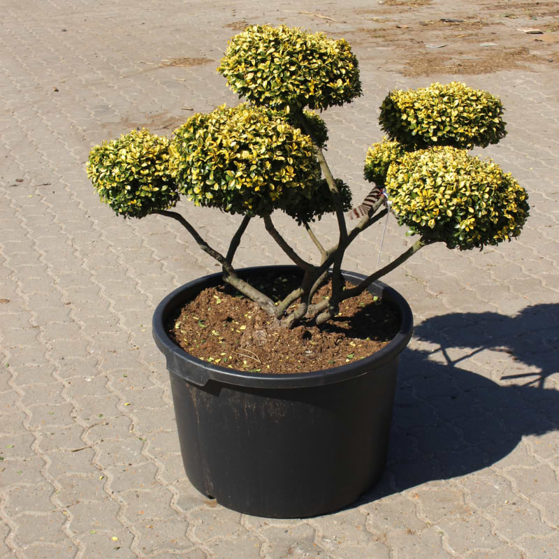 ilex golden gem bonsai