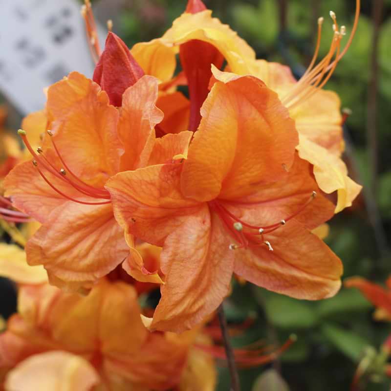 golden nectarine