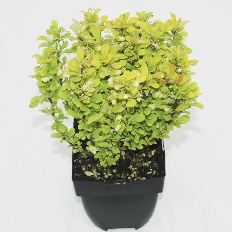 Thunbergii 'Golden Rocket