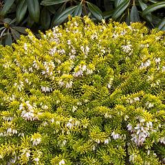 Forårslyng (Erica carnea 'Golden Starlet')