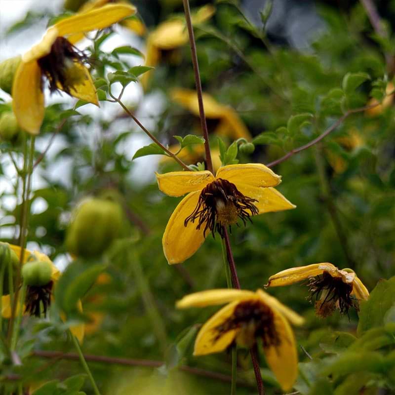 Tiara clematis