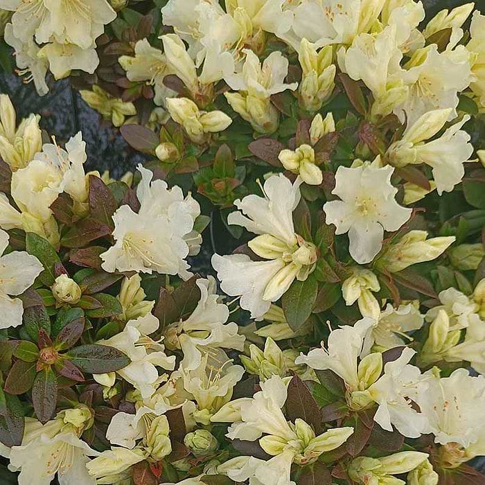Dvrgrhododendron (Rhododendron 'Golden Wonder') 20-25 cm |kbes online her|