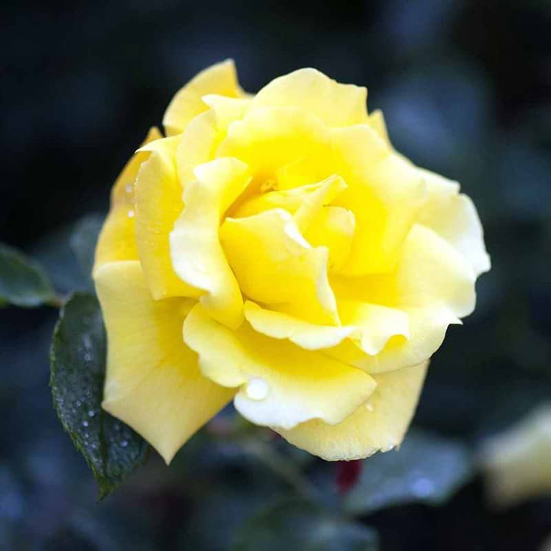 Klatrerose Goldstern