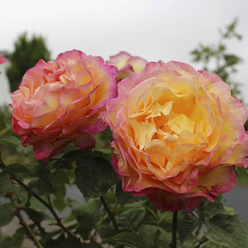 Rose i gule og orange nuancer