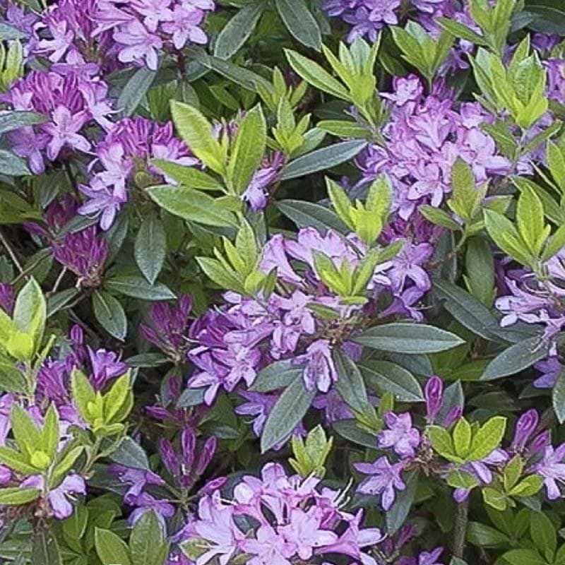 rhododendron gowenianum