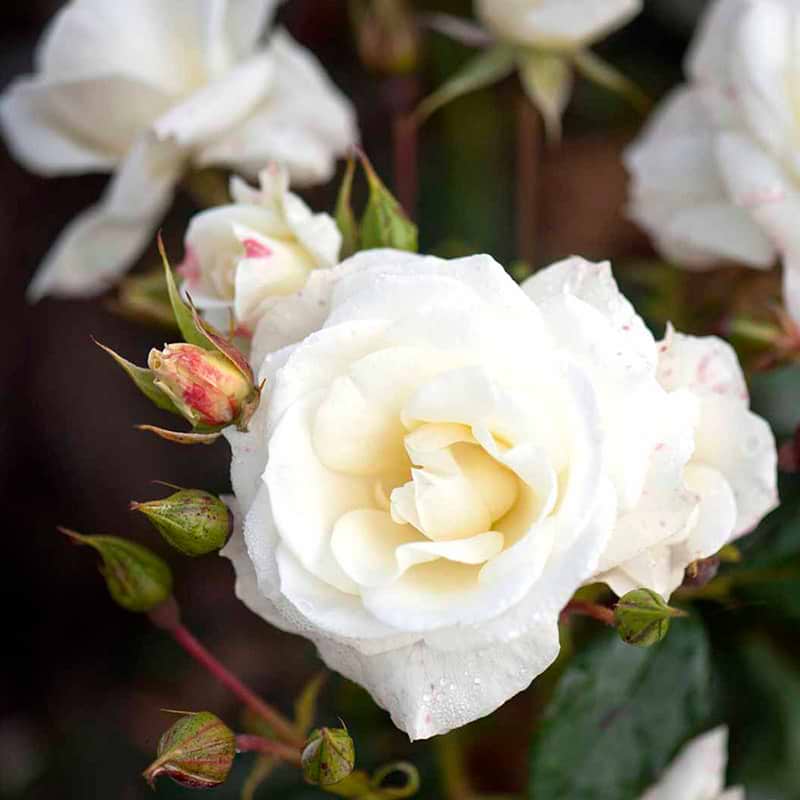 Gråsten rose blomst og knop