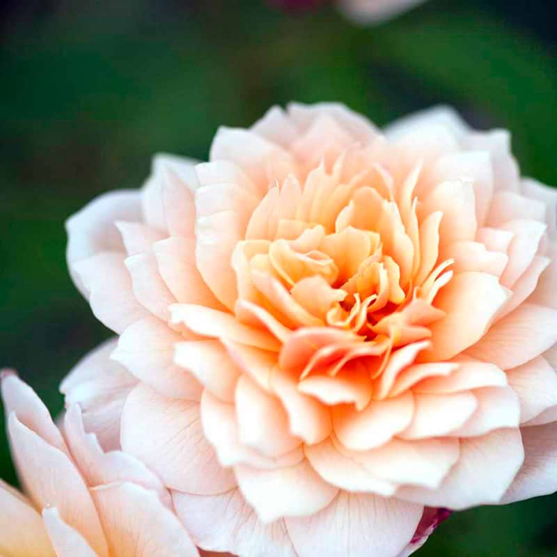 Opstammet engelsk rose Grace