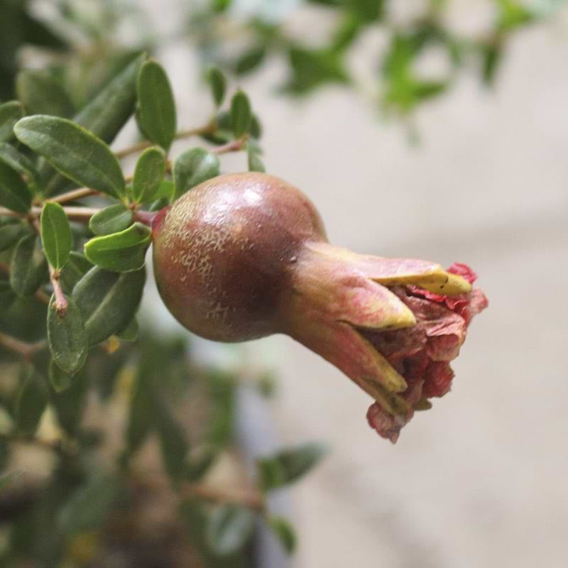 Granatæble