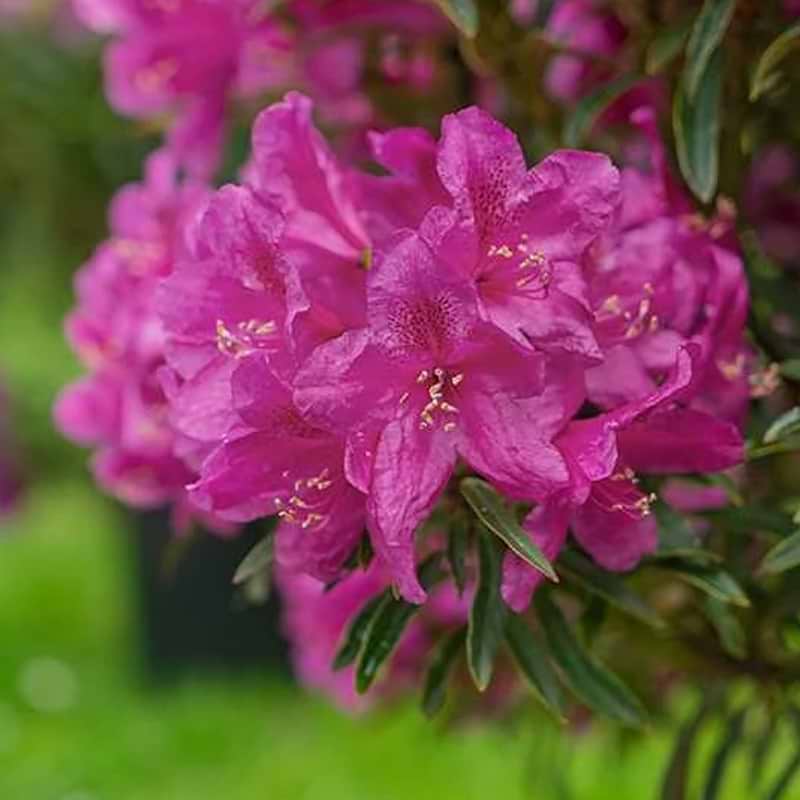 Rhododendron ponticum Grazeasy Dark Pink Inkarho®