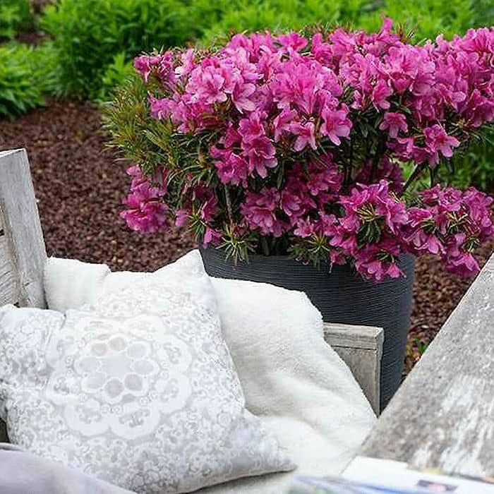 Rhododendron (Rhododendron ponticum Grazeasy 'Dark Pink' Inkarho) | 30-40  cm | Se online her