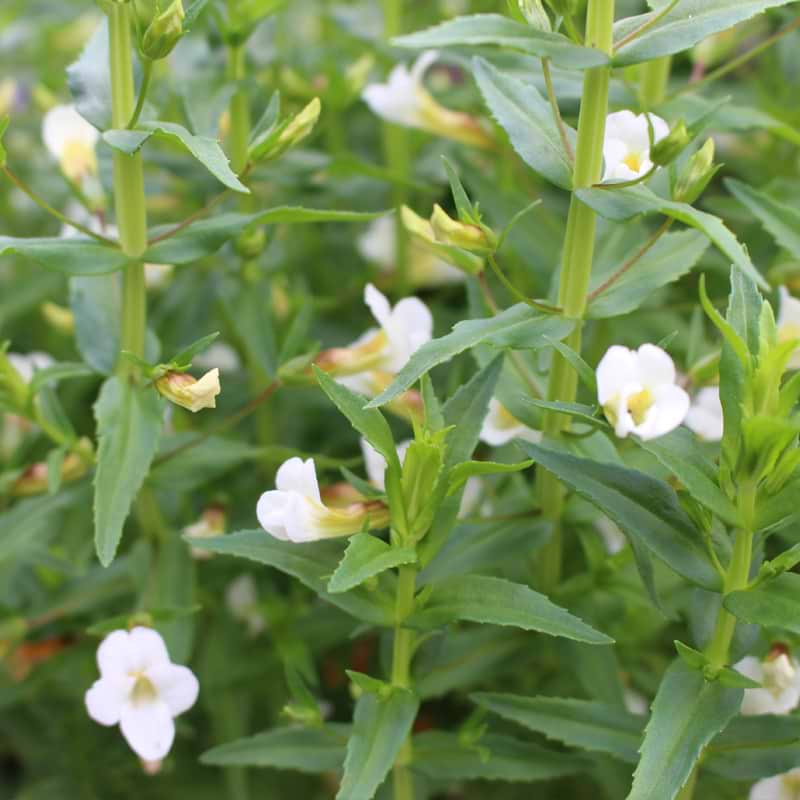 Gratiola officinalis