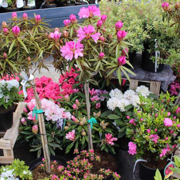Rhododendron graziella