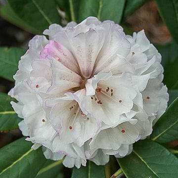 Rhododendron (Rhododendron 'Sun Glory')