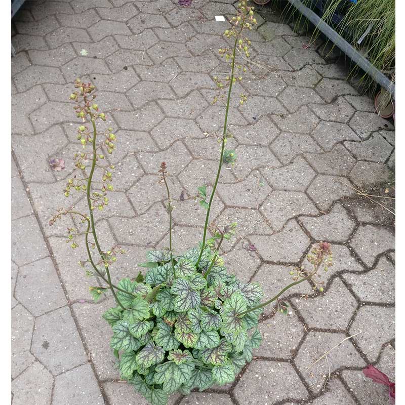 Alunrod Heuchera Green Spice