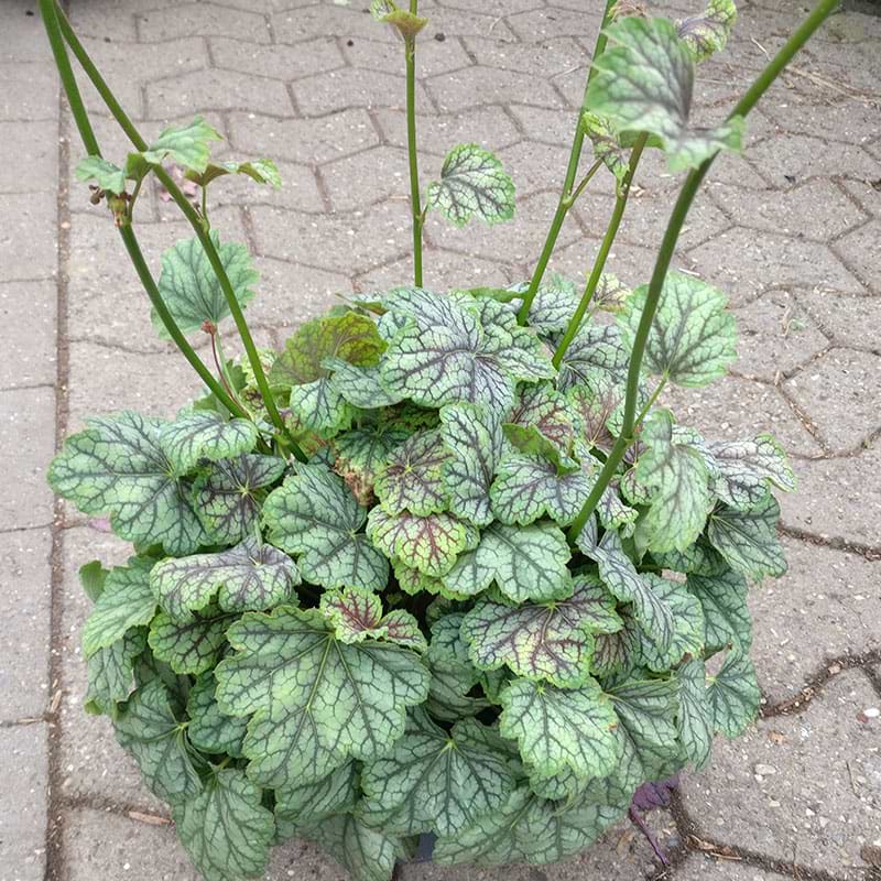heuchera green spice