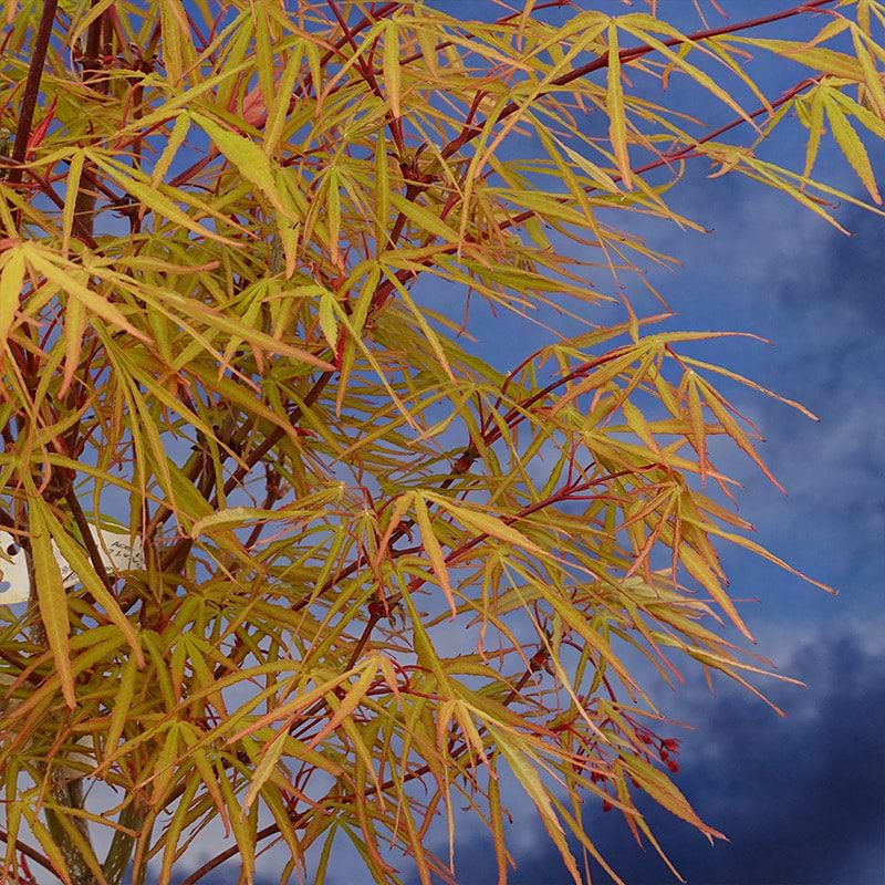 Japansk Ahorn (Acer palmatum 'Green Finger') 