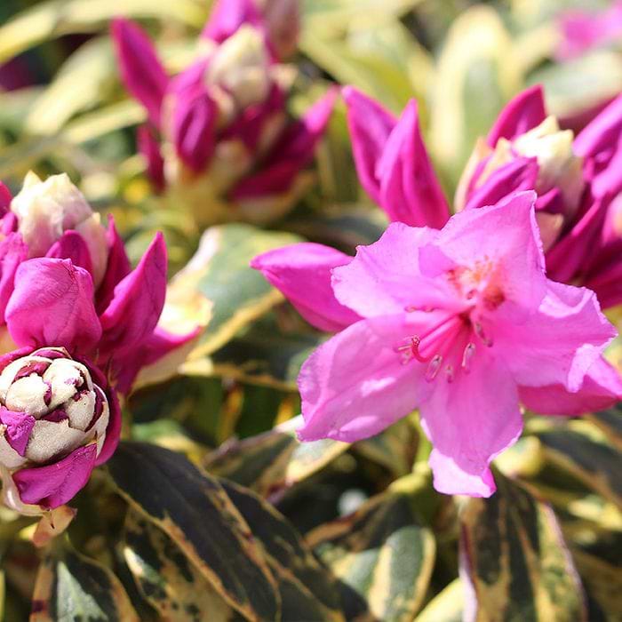 rhododendron geisha pink Tortoiseshell Wonder main image 1