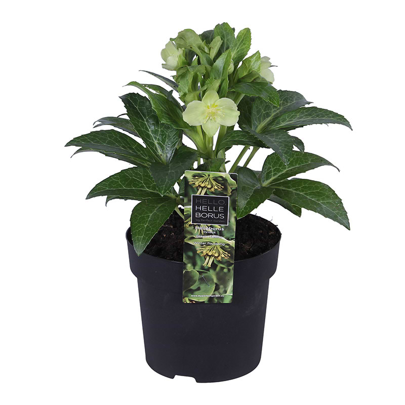 Helleborus Green Marble