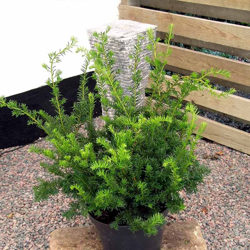 taxus media green moutain