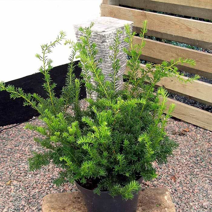 taxus media green moutain