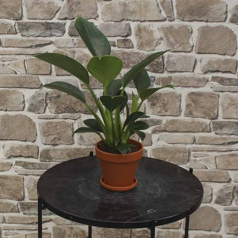 Filodendron (Philodendron 'Green Princess')