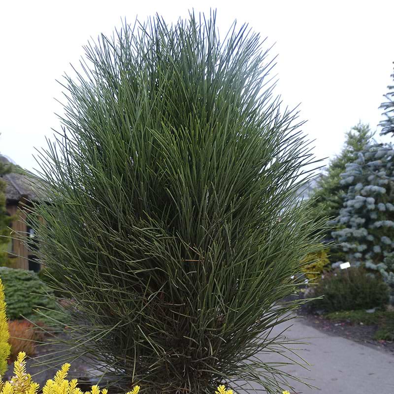 Pinus nigra Green Tower