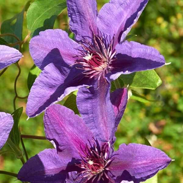 Bunddækkende Klematis (Clematis 'Guang') - Flere Varianter