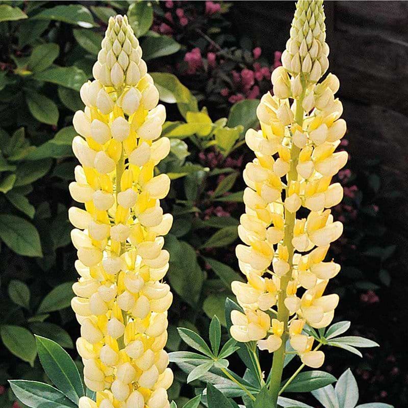 Gul lupin