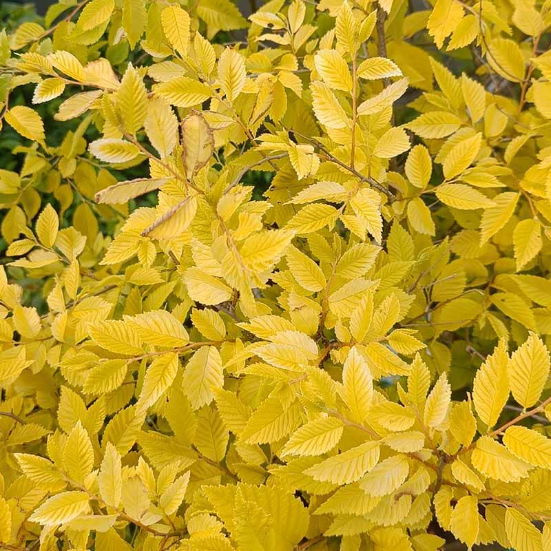 Guld Elm Ulmus Pumila Beijing Gold