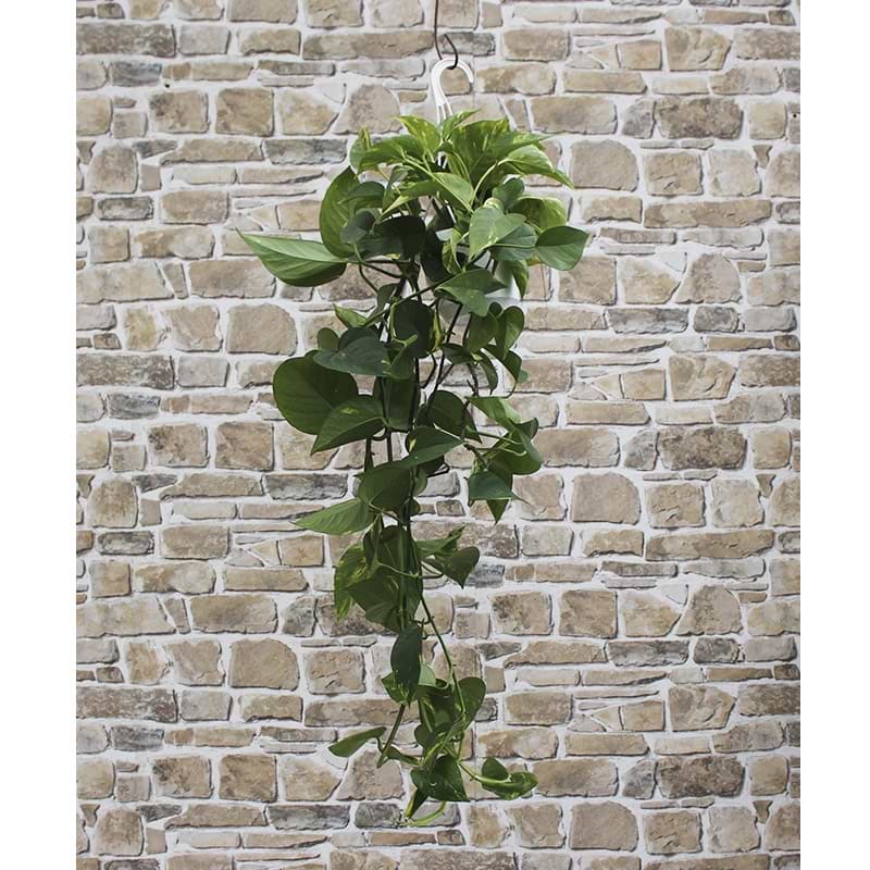 Guldranke (Epipremnum aureum)