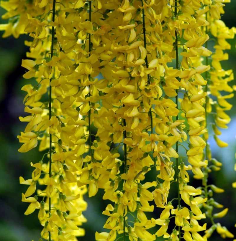 Guldregn Almindelig (Laburnum anagyroides) 200-250 cm